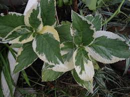 However, 'variegata' doesn't have white puffy flowers, but has blue or pink small center flowers and larger white florets around the outside of the flower cluster. Variegated Hydrangea Not Flowering