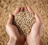 Agricultural Seed Sorting | Field and Vegetable | Bühler Group