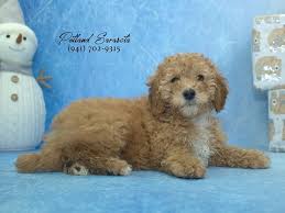 Here are some helpful navigation tips and features. Teddy Bear Puppies For Sale Sarasota Fl Bmo Show