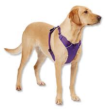 Ruffwear Frontrange Adventure Dog Harness Orvis