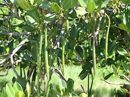 Image result for Rhizophora mucronata