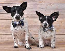 Custom Stuffed Animals Of Your Pet You Bet The Broke Dog Dog Mom Gifts Custom Stuffed Animal Dog Blog