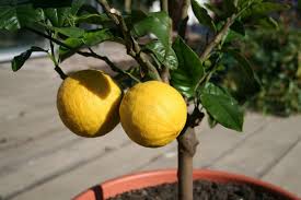 Lancome парфюмерная вода orange bigarade. Bitter Orange A Medicinal Herb Uses And Benefits