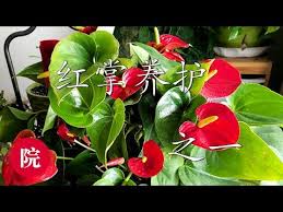 彬彬有院 花 067红掌的家庭养护之一 youtube plants stuffed peppers vegetables