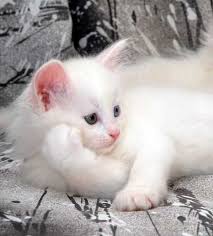 Kucing adalah hewan berkaki empat yang memiliki indra penciuman dan pendengaran sangat baik. Foto Anak Kucing Anggora Asli Cute Cats Cute Baby Animals Animals Beautiful