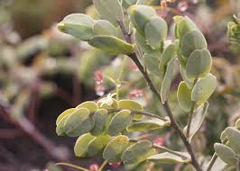 Image result for Olacaceae