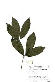 Image result for Rothmannia manganjae