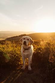 Philippe lebeaux / getty images there are at least a dozen white dog breeds. 500 Labrador Pictures Download Free Images On Unsplash