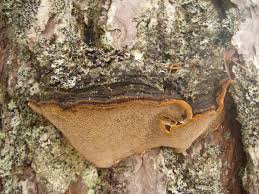 Image result for Phellinus pini