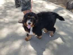 Welcome to bernedoodles and co! Bernedoodle Puppies For Sale Menifee Ca 278187