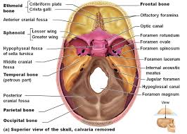 Foramen Magnum Hypoglossal Canal Jugular Foramen Anatomy Superior View Of The Skull Www Anatomynote Com Skull Anatomy Anatomy Bones Dental Anatomy