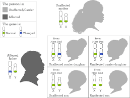 The father can contribute an x or a y chromosome, while the mother always contributes an x. X Linked Inheritance My46