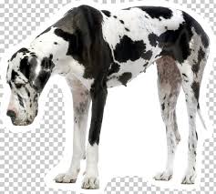 Maybe you would like to learn more about one of these? Great Dane Puppy Dogo Argentino Siberian Husky Dalmatian Dog Png Clipart Animals Breed Carnivoran Cat Coat