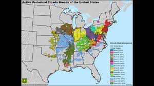 Cicadas are a sign of warming spring weather in many parts of the u.s. Cicada Map 2021 Where The Biggest Swarm Will Be Wqad Com