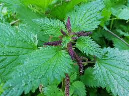Image result for Urtica