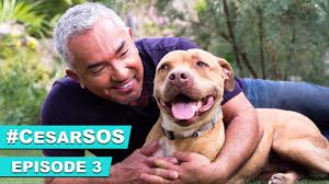 So, when does a lab puppy start to calm down? How To Calm Down An Overly Excited Dog Youtube