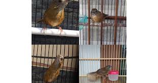 Disiplin, suara burung flamboyan tidak kalah dengan burung setaranya. Ciri Ciri Hwamei Mini Atau Wambi Mini Tips Dan Bisnis Seputar Burung