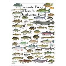 freshwater fishes of texas south central states poster