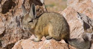 Vizcacha Peruana Peruvian Viscacha Lagidium Peruanum M N Salar De Surire Region De Arica Y Parinacota Chile Animals Animals Beautiful Mammals