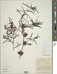 Image result for Blepharis dunensis