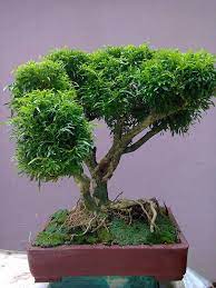 See more ideas about bonsai, bonsai tree, bonsai plants. Bonsai Sri Lanka Posts Facebook