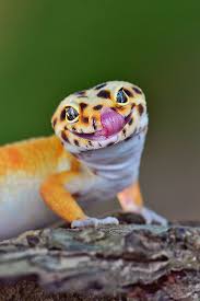 Funny Cute Gecko 7 Pics Of Other Cute Animals Cute Gecko Cute Lizard Cute Animals