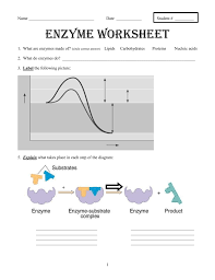 Carbamoyl phosphate utilized in pyrimidine nucleotide synthesis differs from that synthesized in the urea cycle; Enzyme Worksheet