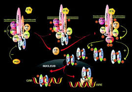All interferons share several common effects: Mechanisms Of Action Of Interferon And Nucleoside Analogues Journal Of Hepatology