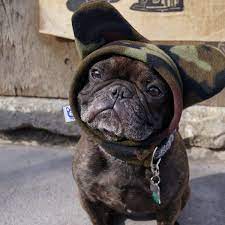 The Original Bathat 22 00 The Hat That Started It All The Original Bathat S Patent Pending Design French Bulldog French Bulldog Hoodie Dog Boarding Near Me