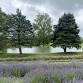 Purple Moon Lavender Farm Bloom Fest and Butterfly...