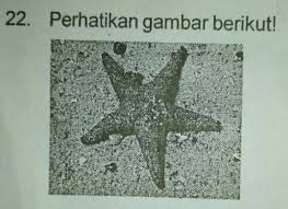 Maybe you would like to learn more about one of these? Perhatikan Gambar Berikut Hewan Yang Berkembang Biak Dengan Cara Yang Samaseperti Hewan Pada Gambar Brainly Co Id