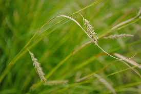 Image result for Carex johnstonii