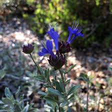Salvia 'celestial blue' is a medium to tall perennial growing up to 1 to 1.5 meters high and a similar width. California Botanic Garden On Twitter Salvia Species Readily Hybridize Making Identification Tricky But It Also Gives Rise To Beautiful Cultivars Like Celestial Blue Which Is Thought To Be A Cross Between Salvia