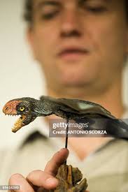 900 Alexander Campos Stock Photos, High-Res Pictures, and Images