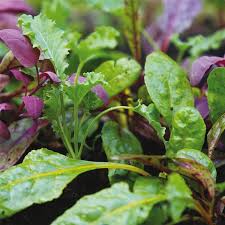 Epingle Sur Permaculture