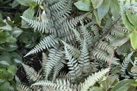 Image result for Dryopteridaceae