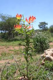 Image result for Ceratotheca integribracteata