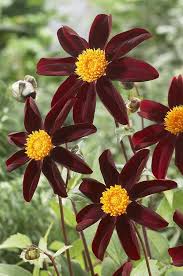 Variety of flowers & plants 2. Dahlia Dahlia Sp Honka Black Variety Art Print By Visionspictures Dahlia Global Gallery Flowers