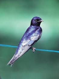 Birds Of Eastern Pa Pin On Life List Early Girl Gets The Bird