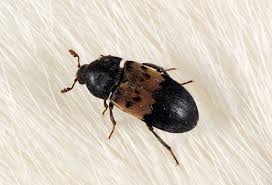Bug On A Rug Google Search Bugs Legs Rugs