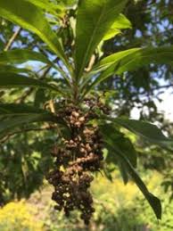 Image result for Xyris natalensis