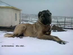 Disi Kangal Yavrusu Kangal Kopegi Kopek Akbas