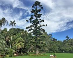 Image result for Araucaria cunninghamii