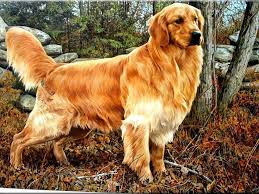 45 Most Beautiful Golden Retriever Dog Photos Golden Retriever Painting Golden Retriever Golden Retriever Breed