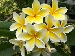 1 12 17 Darwin Yellow Frangipani Plumeria Plantas