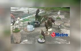 * sila potong bahagian yang tidak berkenaan. Pelihara 12 Burung Helang Tanpa Lesen