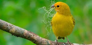 Maybe you would like to learn more about one of these? Descargar Canto De Canario Belga Mp3 Para Pc Gratis Ultima Version Com Kevinho Cantodecenariobelga