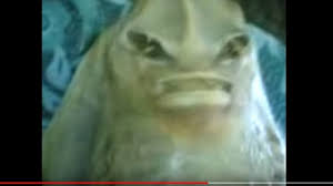 Anak durhaka dikutuk jadi anjing.! Hal Yang Tidak Pernah Dialami Kids Jaman Now Kutukan Anak Durhaka Tribun Jogja