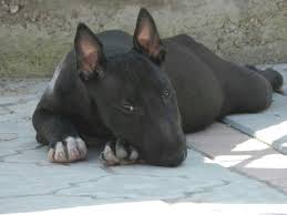 Black And White Pitbull Terrier Puppy Black Beauty Bull Terrier Bull Terrier Puppy Bull Terrier Mini Bull Terriers