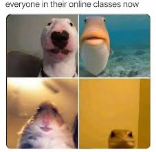 Online Classes Class Memes Fishing Memes Funny Memes I love this meme : class memes fishing memes funny memes